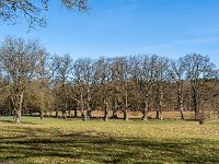 Blick zur Eichenbaum Allee am Seerundweg
